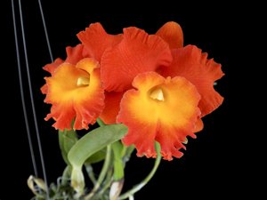 Cattleya Star of Siam 3 - 2 Botoes