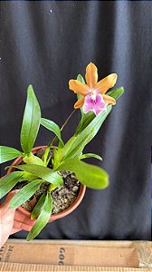 Miltonia Brasileira Hybrid 1