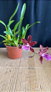 Miltonia Brasileira Hybrid 2