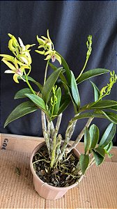 Dendrobium (Speciosum x Kingianum) 2