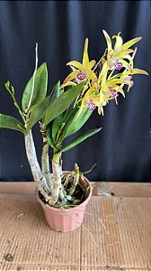 Dendrobium (Speciosum x Kingianum) 3