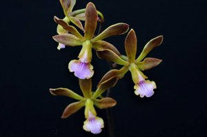Encyclia Andrichii - Hastes Subindo