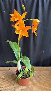 Pot. Love Passion 'Orange Bird' 1 - Cacho de Flores
