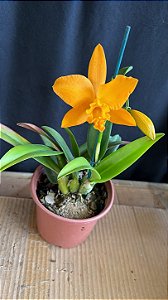Pot. Love Passion 'Orange Bird' 2 - 2 Flores