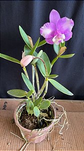 Cattleya Loddigesii Flamea 1