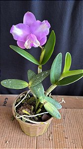 Cattleya Loddigesii Flamea 2