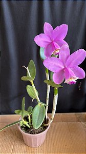 Cattleya Loddigesii Tipo 1