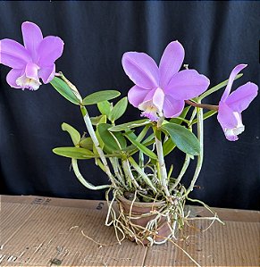 Cattleya Loddigesii Tipo 2