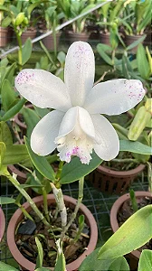 Cattleya Intermedia Albercens Punctata - 2 Frentes com Botoes