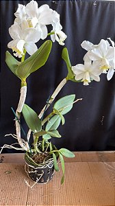 Cattleya Loddigesii Alba - 2 Frentes com Botoes (Gigante)