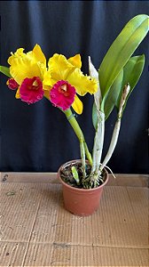 Blc. Alma Kee 'Tipmalee' - 3 Flores