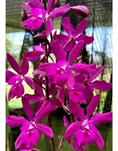 Guaricyclia Yucatan - Haste Floral