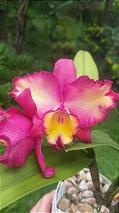 Slc. Fire Fantasy 'Hihimanu' - 2 Botoes