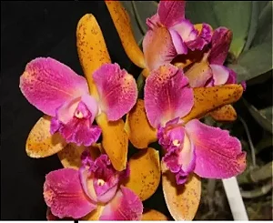 Blc. (Hawaiian Galaxy x Hawaiian Satisfaction) - Adulta
