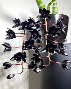 Catasetum Fredclarkeara After Dark 'Black Pearl' - Limitado