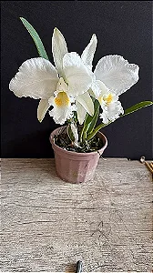 Cattleya Mossiae Alba 'Super White' 2 - 2 Frentes com Botoes