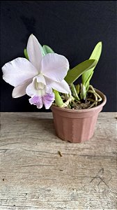 Lc. Mini Purple 'Coerulea' - Florida