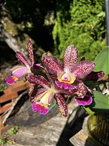 Blc. Durigan Poseidon - Limitadas