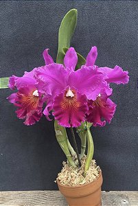 Blc. Memoria Crispin Rosales 2 - Brotacao (Vegetal Vermelho)