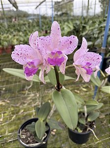 Cattleya Amethystoglossa - Limitada