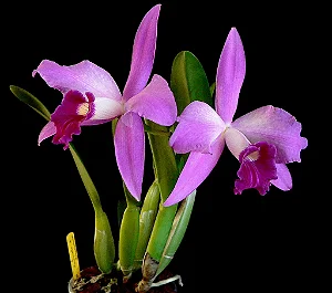 Cattleya (Purpurata Flamea x Sincorana) - Limitada
