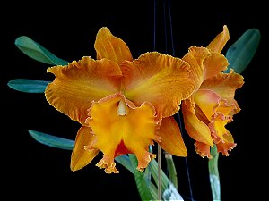 Blc. Suvarnabhumi Delight - Limitada