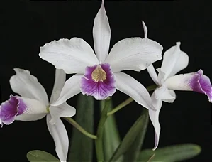 Laelia Purpurata Roxo Bispo - Limitada