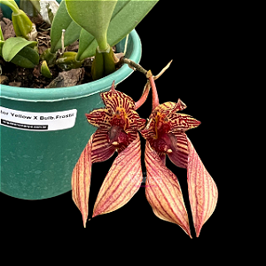 Bulbophyllum Frostii x Bicolor - Limitada