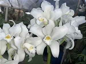Cattleya Amethystoglossa Alba - Limitada