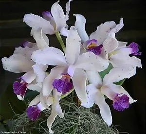 Cattleya Amethystoglossa Coerulea - Limitada