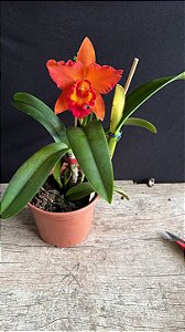 Slc. (Hawaiian Prominence America x Free Spirit) - Florida + Espata Floral
