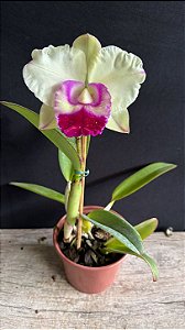 Blc. Chief Journey 'First Choice' - Florida