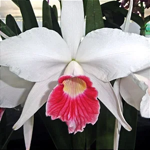 Laelia Purpurata Carnea - 2 Espatas Florais