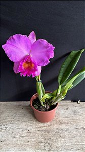 Blc. (Rolf Altenburg x Irene Finney) - A Mais Redonda