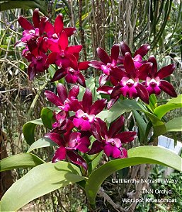 Cattlianthe Netrasiri Waxy 'Jairung' - Brotacao