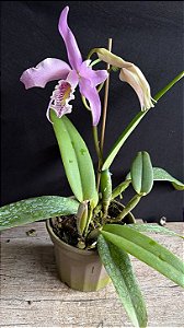 Cattleya Maxima 1 - Florida