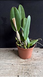 Cattleya (Eldorado x Jenamnii Semi Alba) 2 - 3 Brotacoes (Sementeira)