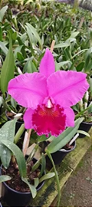 Blc. Memoria Crispin Rosales 2 - 3 Brotacoes (Vegetal Vermelho)