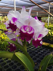 Blc. Chief Journey 'First Choice' - 2 Brotacoes (Tousseira)