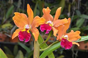 Cattleya Egyptian Queen 'Inner Fire' - Brotacao (Limitada)
