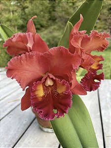 Blc. Nakornchaisri Red - Espata Floral