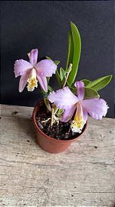 Hadrolaelia Jongheana 1 - 2 Frentes Floridas (Replantada)