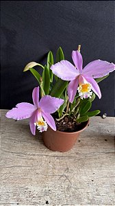 Hadrolaelia Jongheana 2 - 3 Frentes Floridas (Replantada)