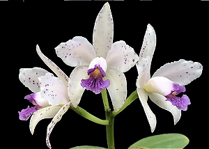 Cattleya Amethystoglossa Coerulea x self - Limitada (Tamanho 3)