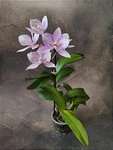 Caulocattleya Chantily Lace - LIMITADAS Orquidea Chantily Lace