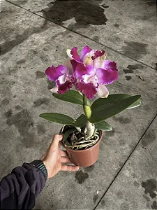 Cattleya (Intermedia Flamea x Tropical Sunset) - 2 Frentes com Botoes