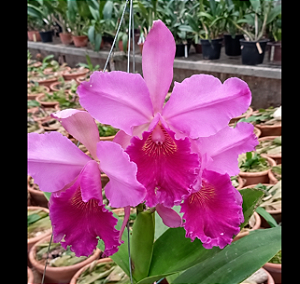Cattleya (Excellency Gold x Gigas) - 2 Espatas Florais (BotoeS)