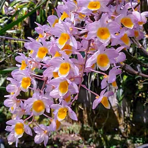 Dendrobium rosy cluster 2 - vegetal cheio
