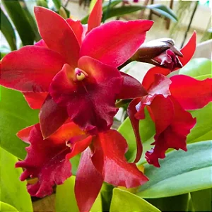 Blc. Nobile's Bruno Bruno - Vegetal Cheio (3 Brotacoes)
