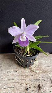 Lc. Mini Purple Coerulea 'Suzuki' 2 - Otima Forma